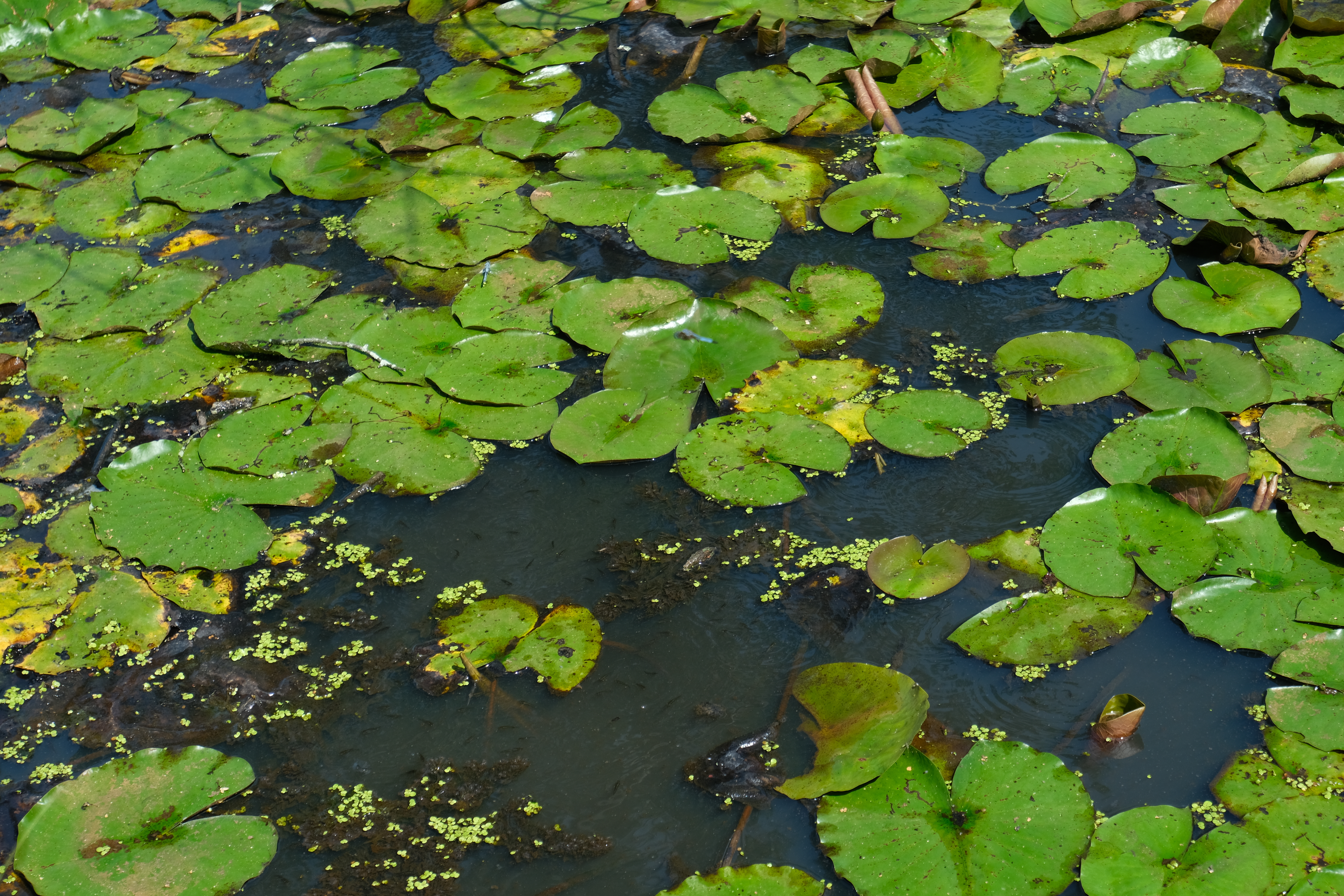 Lily pads