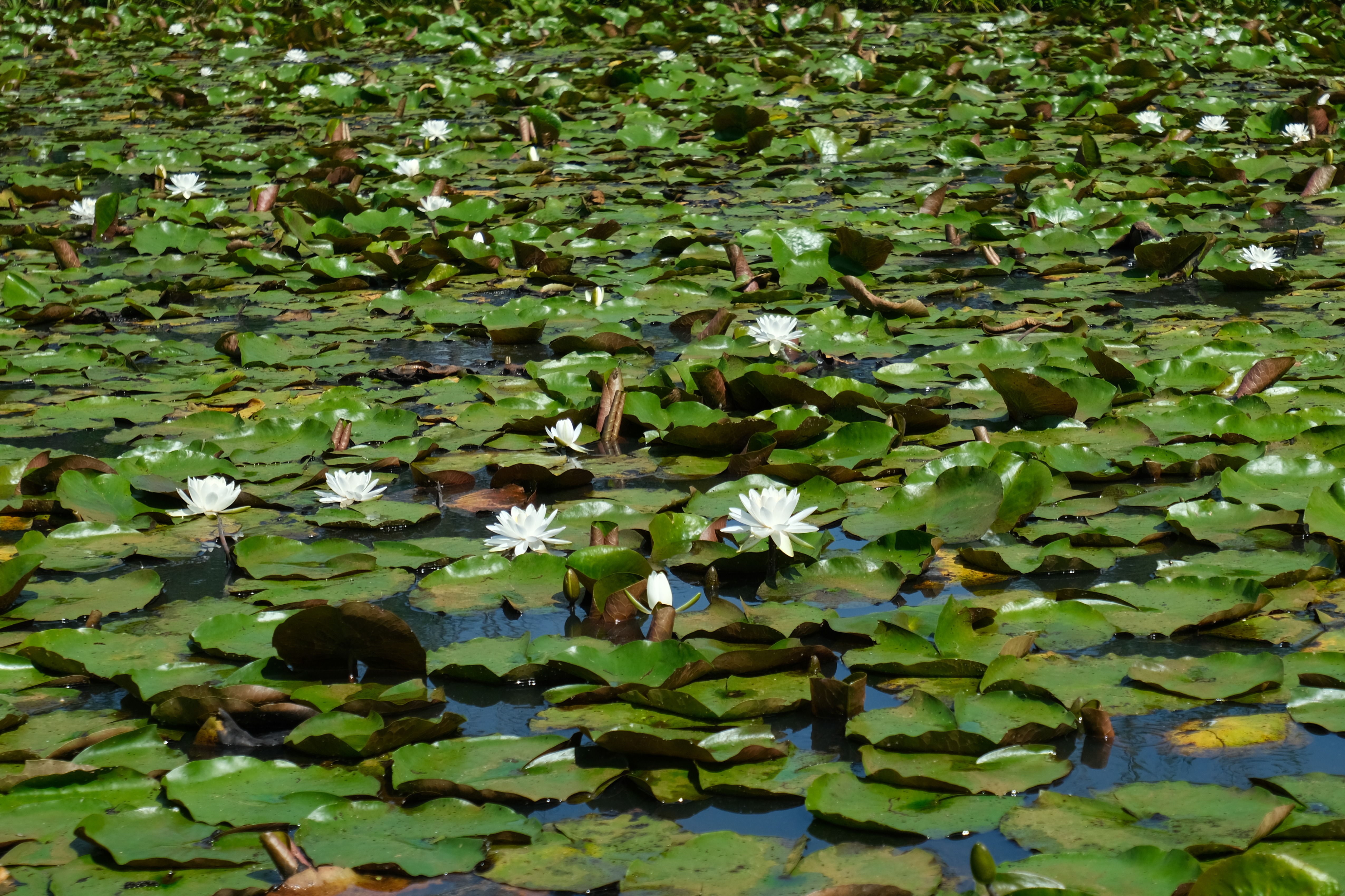 White Water Lilies