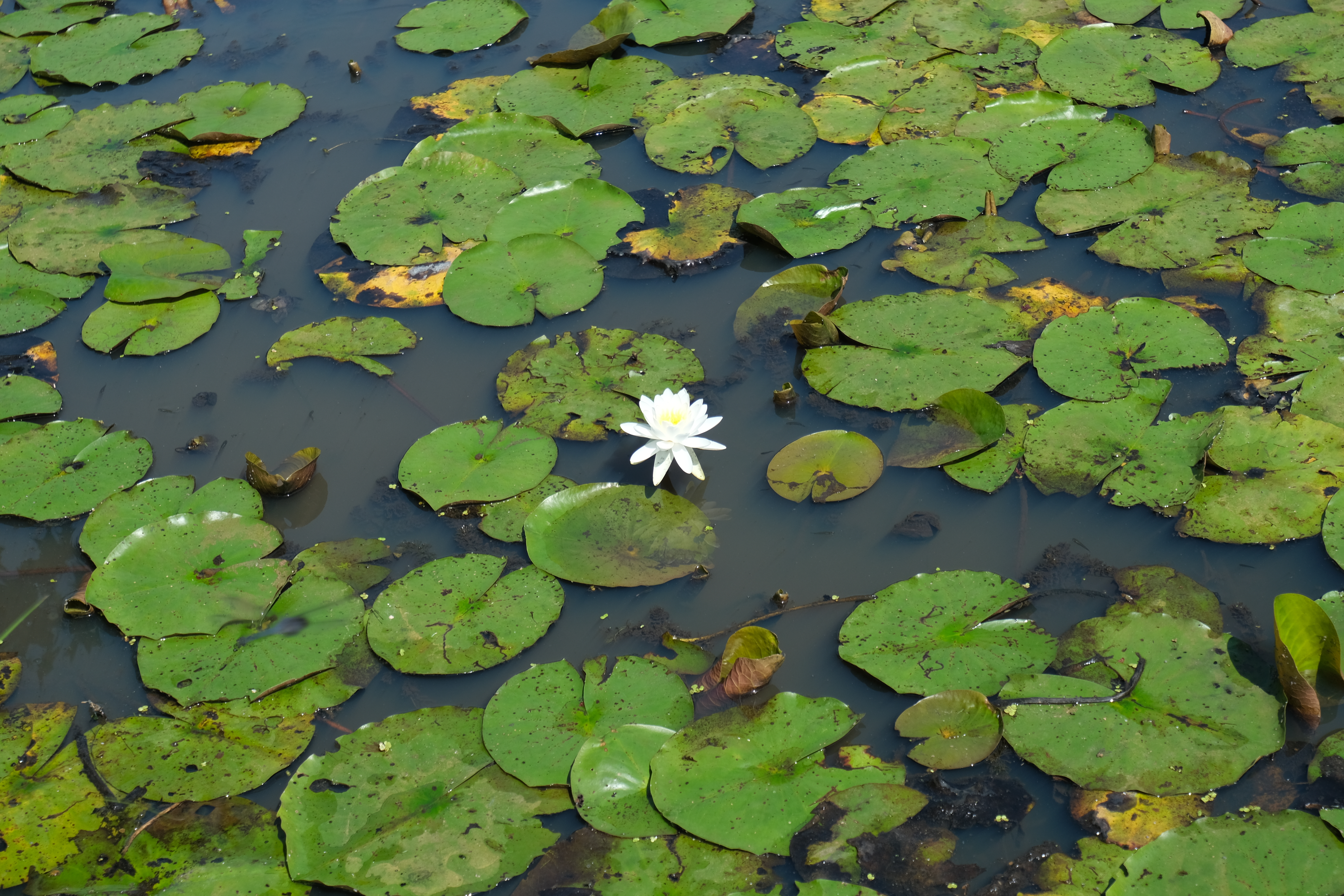 White Water Lily