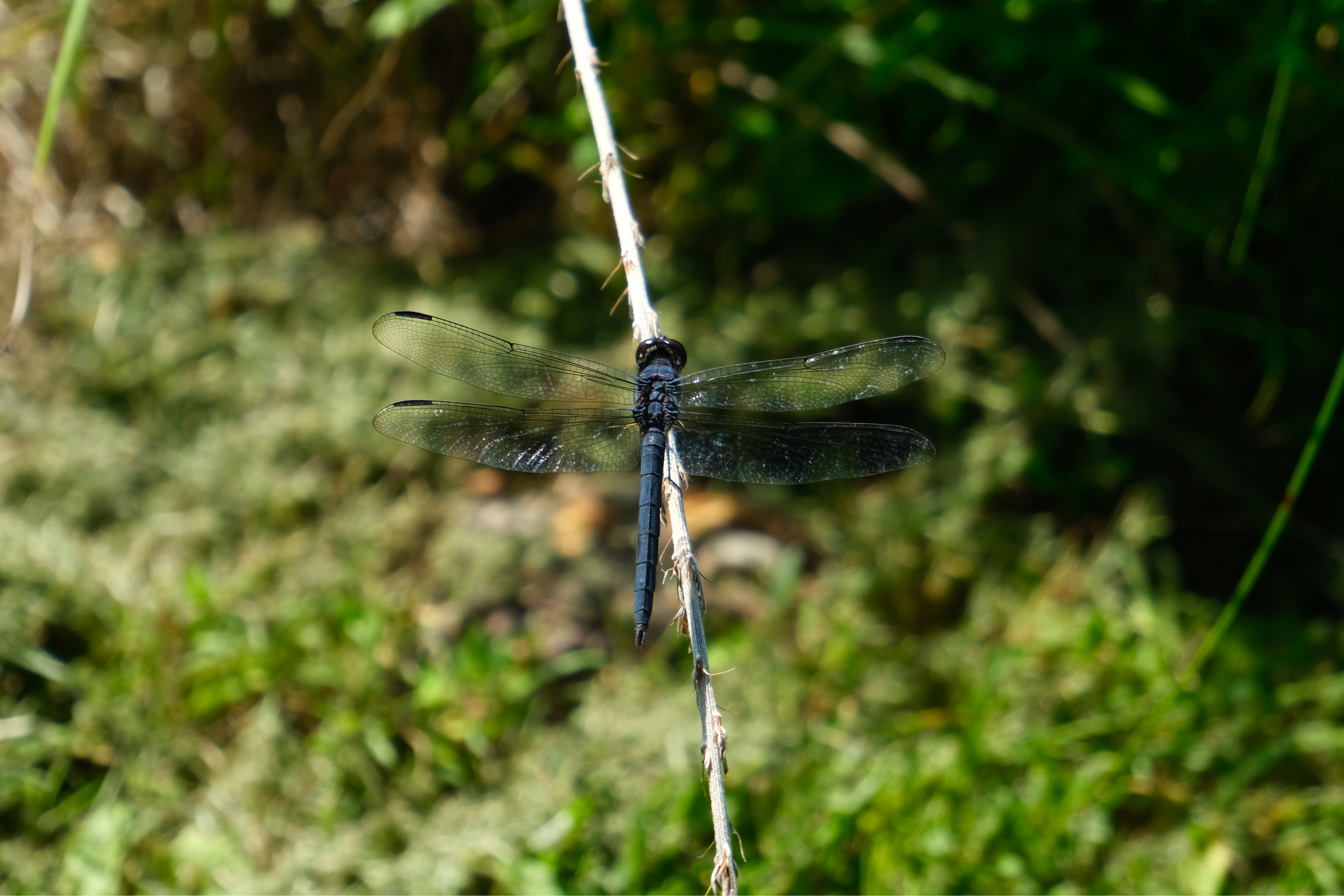 Perched Dragonfly