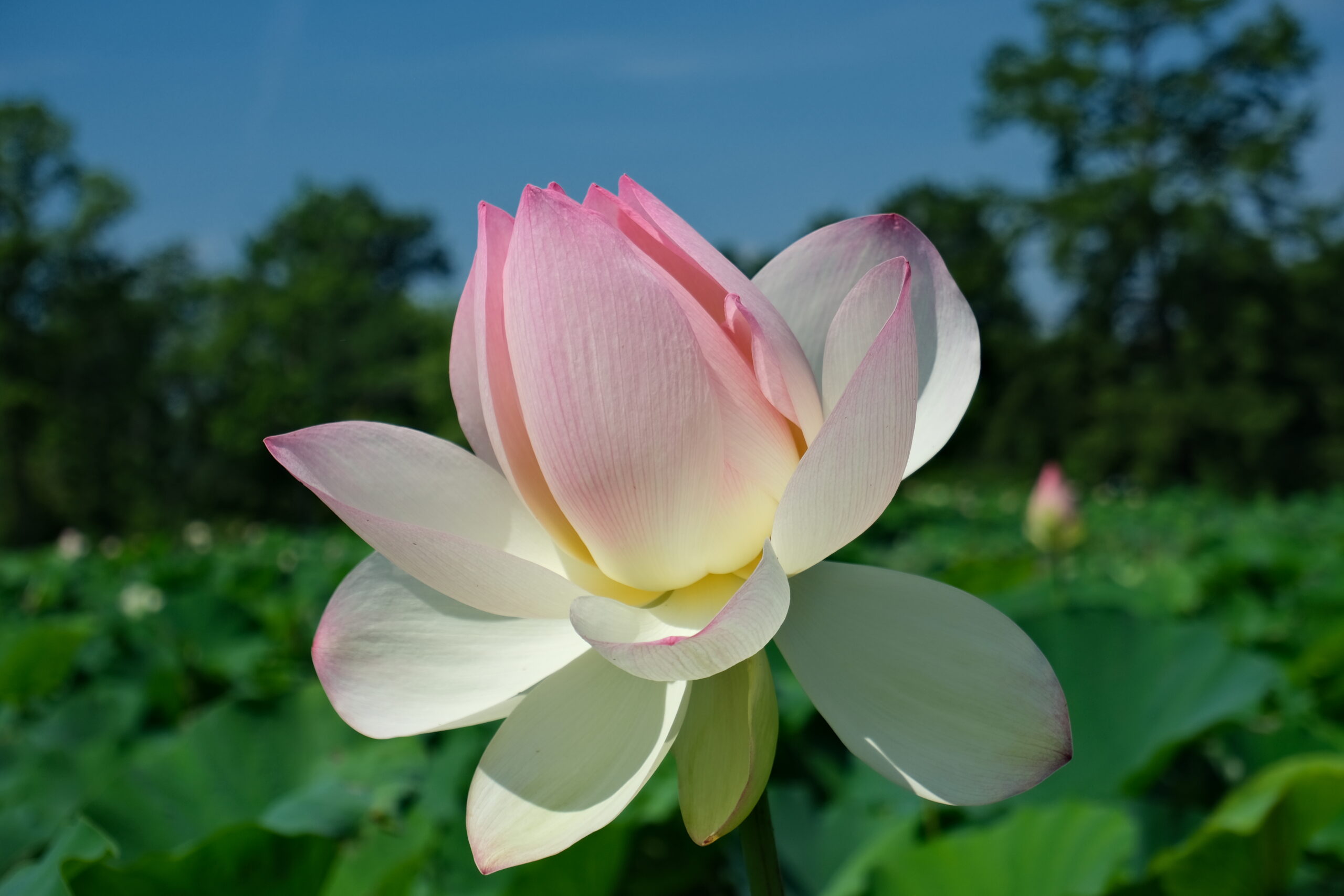 Empress Lotus