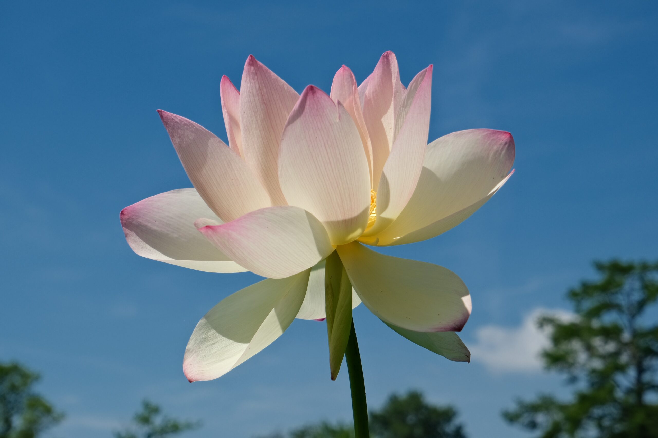 Sacred Lotus