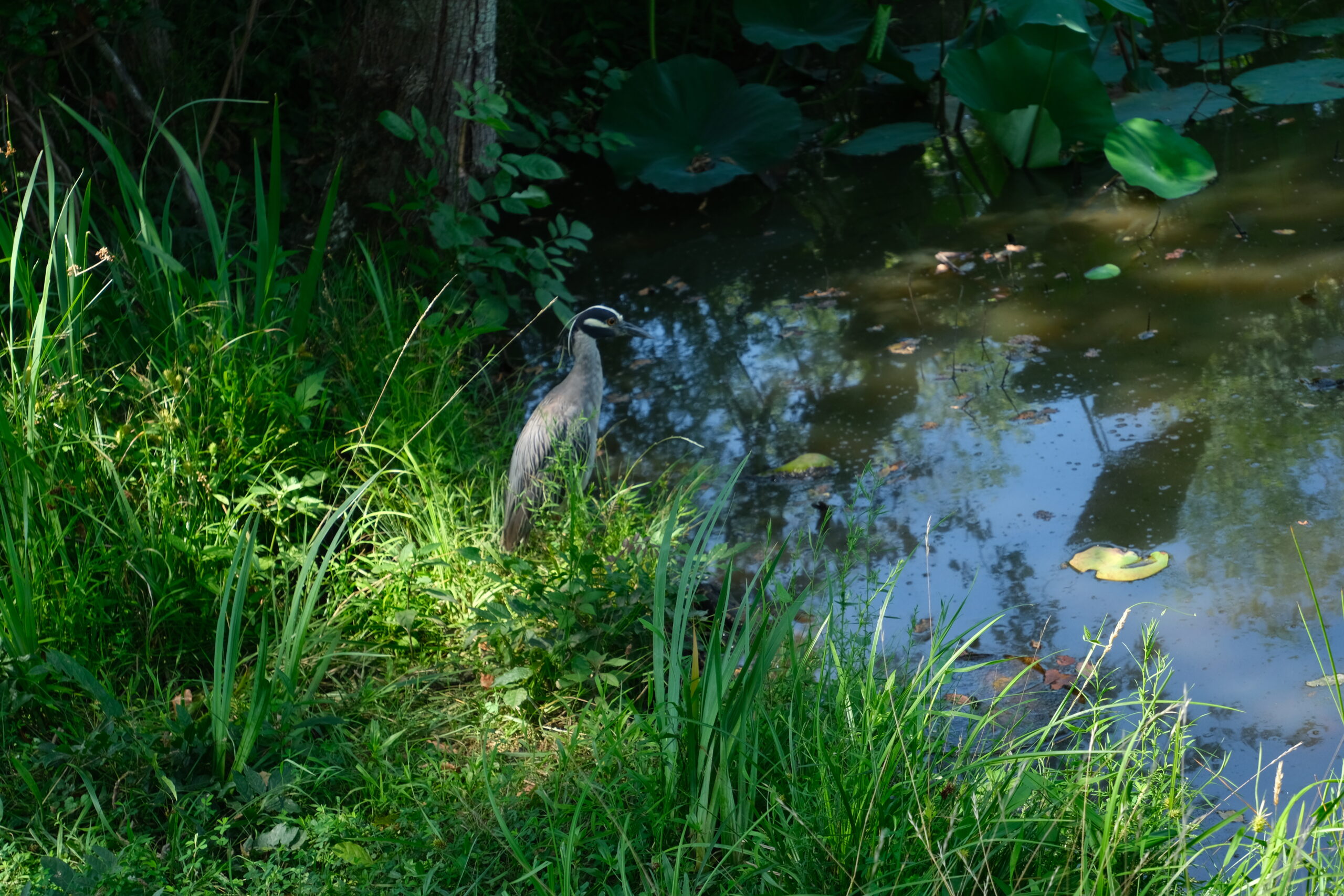 Yellow-crowned Night Heron