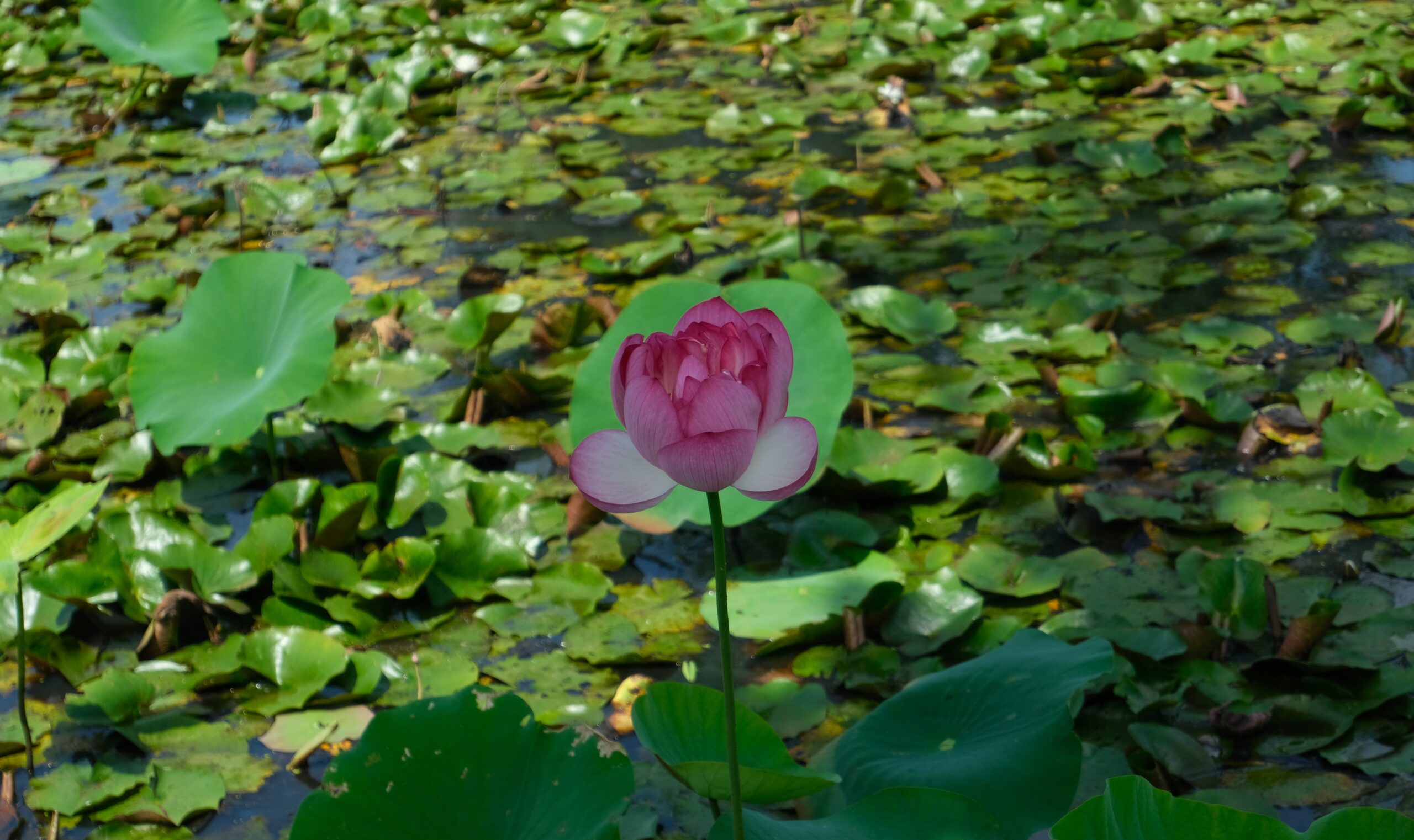 Charles Thomas Lotus