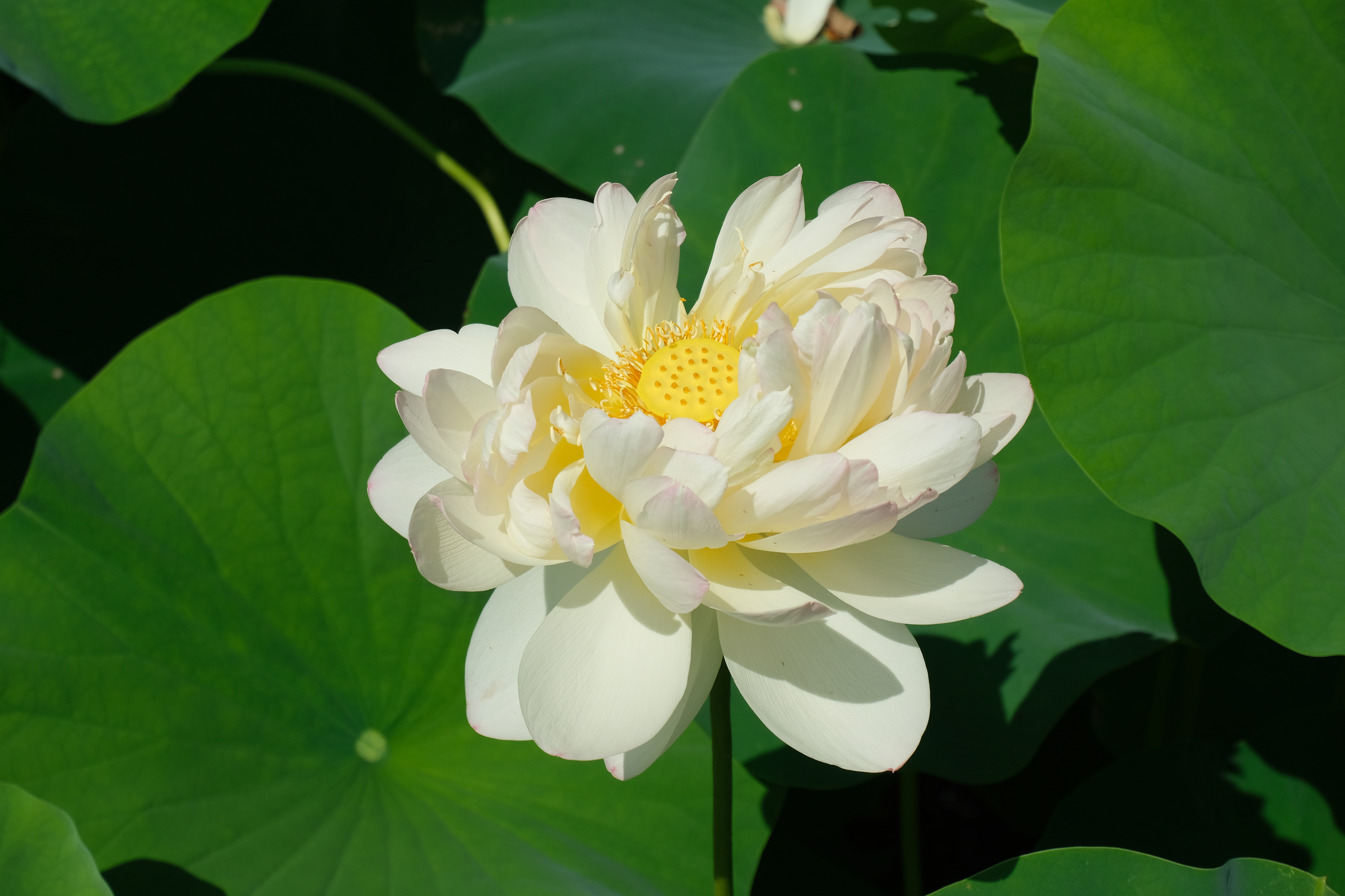 High Cotton lotus